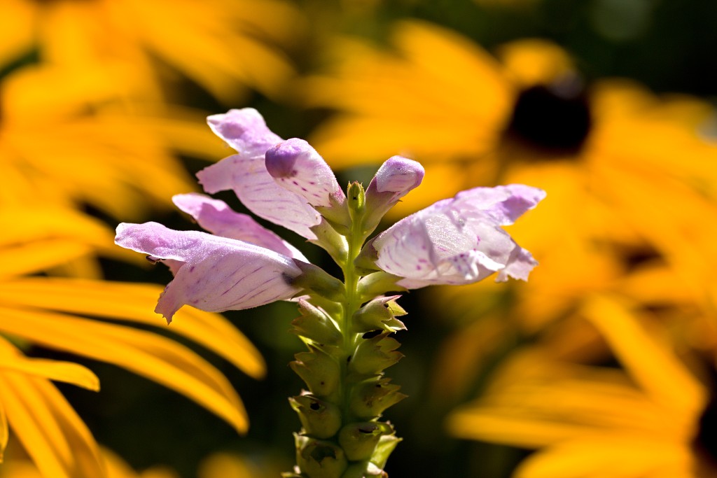 nationaal park de groote peel grote natuurgebied natuur hdr brabant limburg staatsbosbeheer turf veen heide hei bos bossen